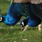 Zoo de Barcelona 19-02-12 562