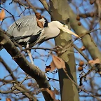 Zoo de Barcelona 19-02-12 589