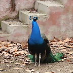 Zoo de Barcelona 19-02-12 073