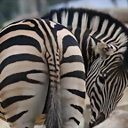 Zoo de Barcelona 19-02-12 198