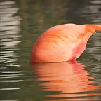 Zoo de Barcelona 19-02-12 534
