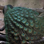 Zoo de Barcelona 19-02-12 301