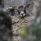 Zoo de Barcelona 19-02-12 317