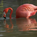 Zoo de Barcelona 19-02-12 541