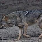 Zoo de Barcelona 19-02-12 060