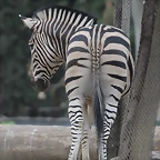 Zoo de Barcelona 19-02-12 349