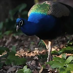 Zoo de Barcelona 19-02-12 546