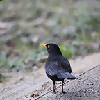 Zoo de Barcelona 19-02-12 369