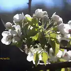 flor de al mendro 4, marca