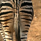 Zoo de Barcelona 20-01-2011 241