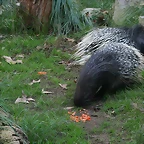 Zoo de Barcelona 05-11-10 780