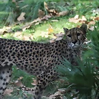 Zoo de Barcelona 05-11-10 325