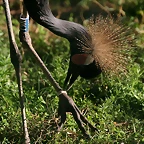 Zoo de Barcelona 07-04-11 694