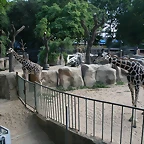 Zoo de Barcelona 21-07-2010 016