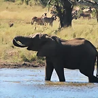 Kruger National Park 28-31 mayo 2009 1191