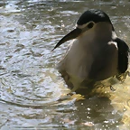 Zoo de Barcelona 27-10-10 454