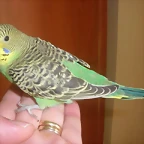 4 pollo 28-9-10