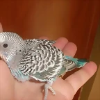 7 pollo 28-9-10