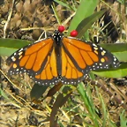 Mariposa