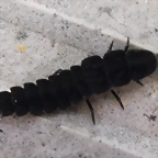 Larva De Luciernaga