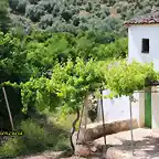 01, cortijo de merino, marca