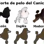 pelo-caniche