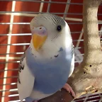 Caramelo