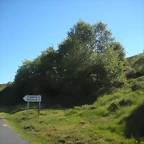 DSCN6541