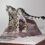 Leopardo de las nieves (12)