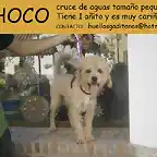 CHOCO Cdiz