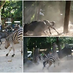 zebra vs. nyu2