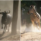 zebra vs. nyu