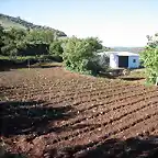 tabla de cebollas