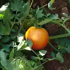 tomate maduro