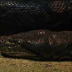 Zoo de Barcelona 20-10-10 1214