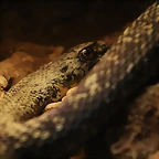 Zoo de Barcelona 20-10-10 1220