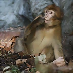 Zoo de Barcelona 20-10-10 1166
