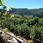 DSCN3935