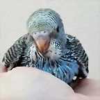 pollo3a