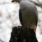 Zoo de Barcelona 20-01-2011 268
