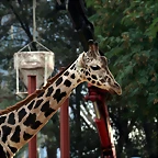 Zoo de Barcelona 20-01-2011 279