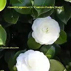 Camellia japonica 'Contessa Paolina Maggi'