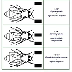 espacios abeja