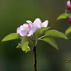 21. cerezo en flor, marca