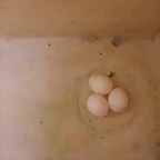 2 nidada 3 huevos