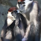 Zoo de Barcelona 10-11-11 i 11-11-11 181