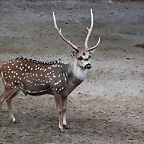Zoo de Barcelona 10-11-11 i 11-11-11 059