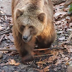 Zoo de Barcelona 10-11-11 i 11-11-11 261