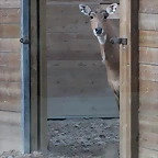 Zoo de Barcelona 10-11-11 i 11-11-11 636