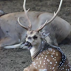 Zoo de Barcelona 10-11-11 i 11-11-11 329